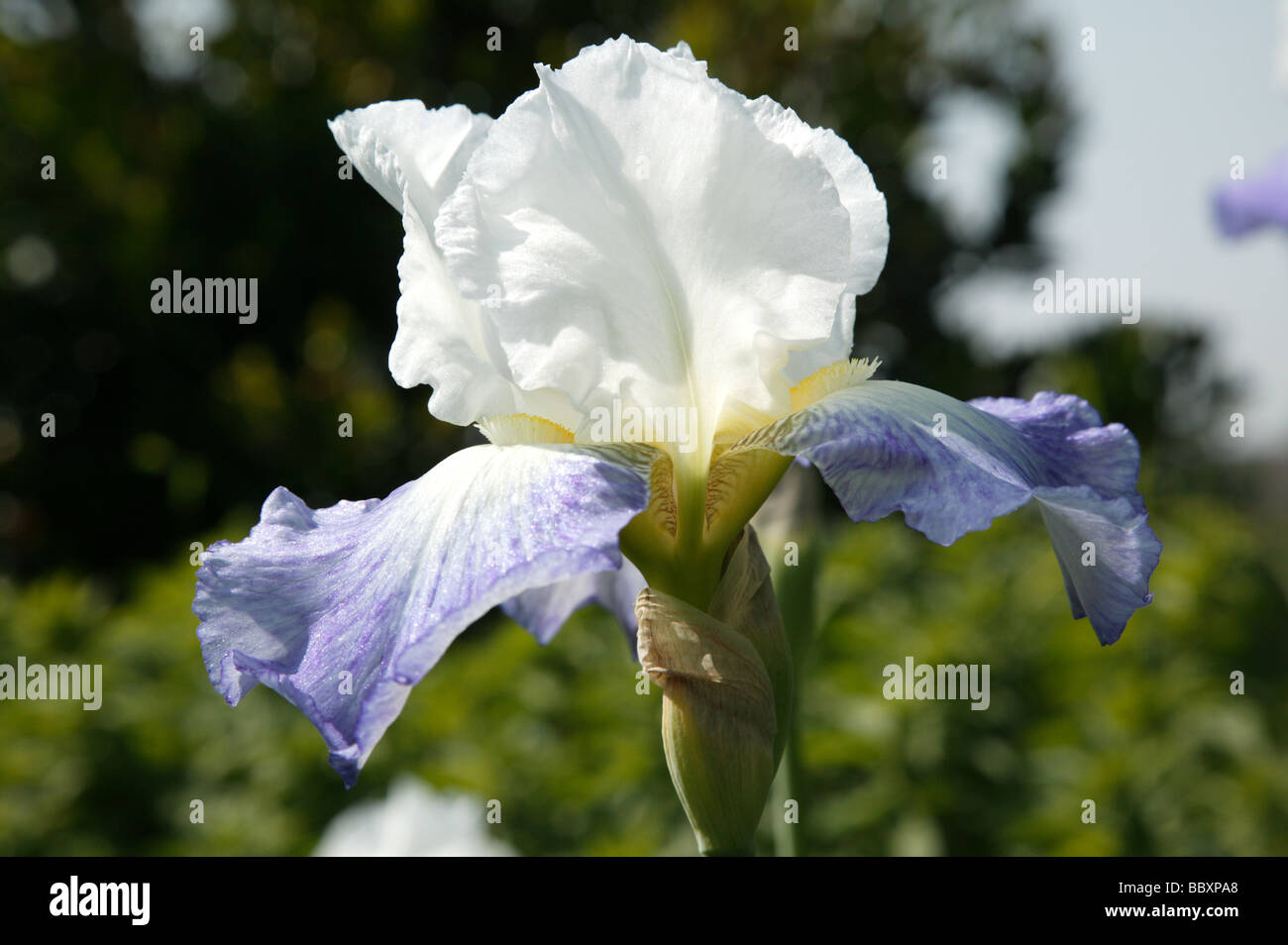 Closeup shot of a large blue and white Iris growing in the Hornimans