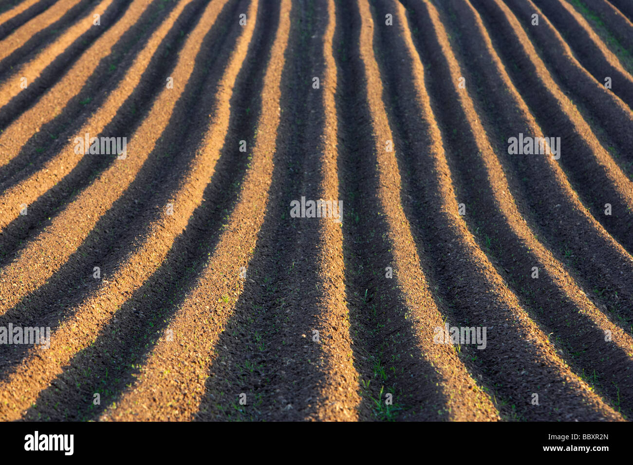 rows and furrows of freshly ploughed field in county antrim northern ireland uk Stock Photo