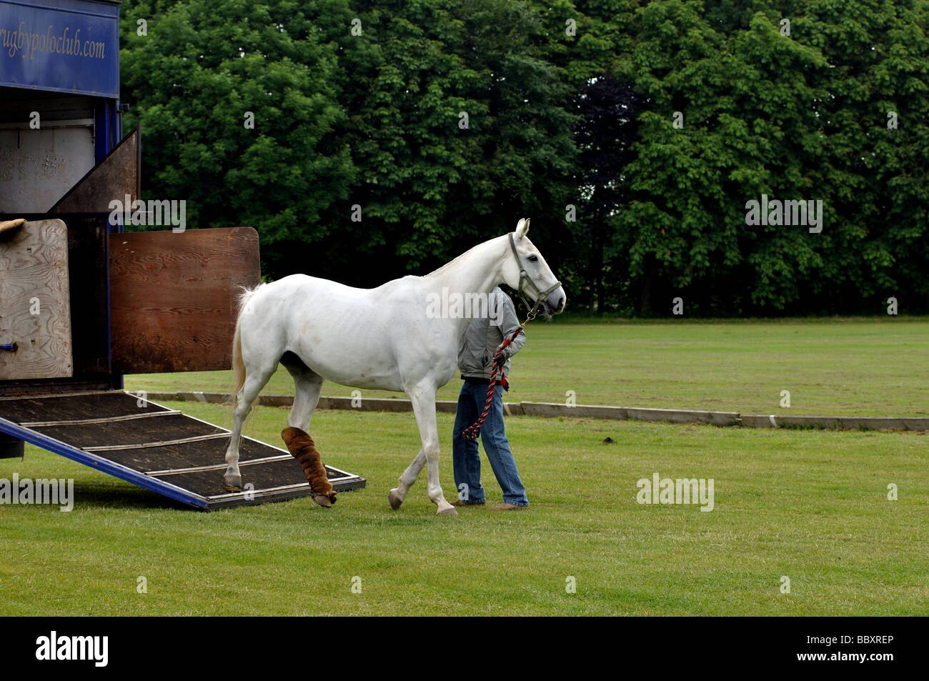 Polo pony being unloaded from horse box, UK Stock Photo