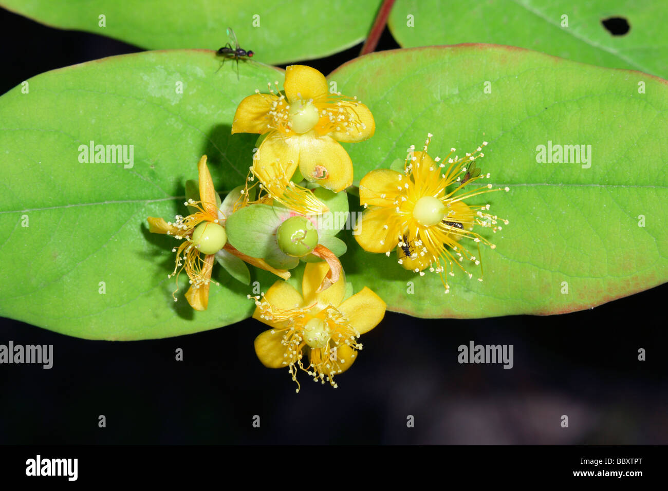 Tutsan, Hypericum androsaemum. Flowers closeup Stock Photo - Alamy