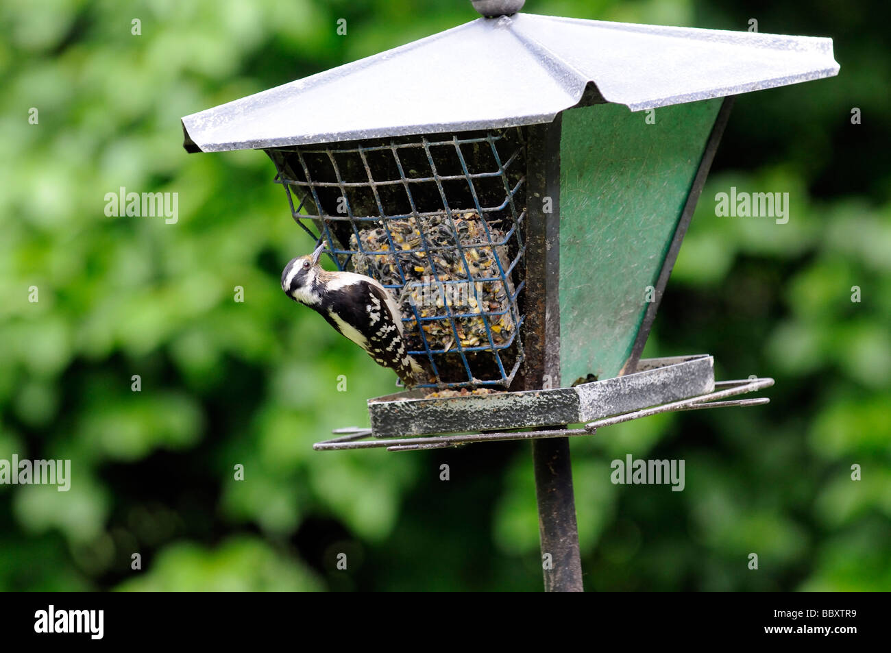 Woodpecker feeding from a bird feeder in a urban garden Illinois USA