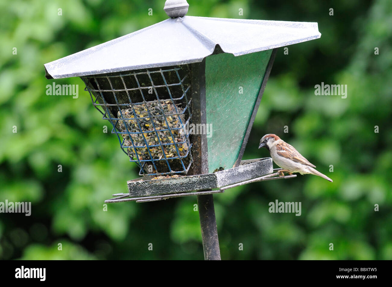 American sparrow feeding from a bird feeder in a urban garden Illinois USA Stock Photo