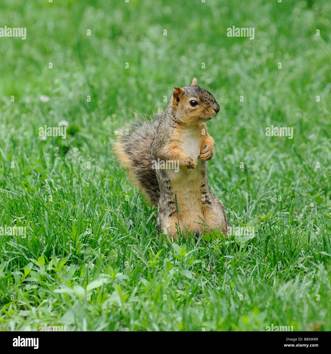 American Red Squirrel forages for food Illinois USA Stock Photo Alamy