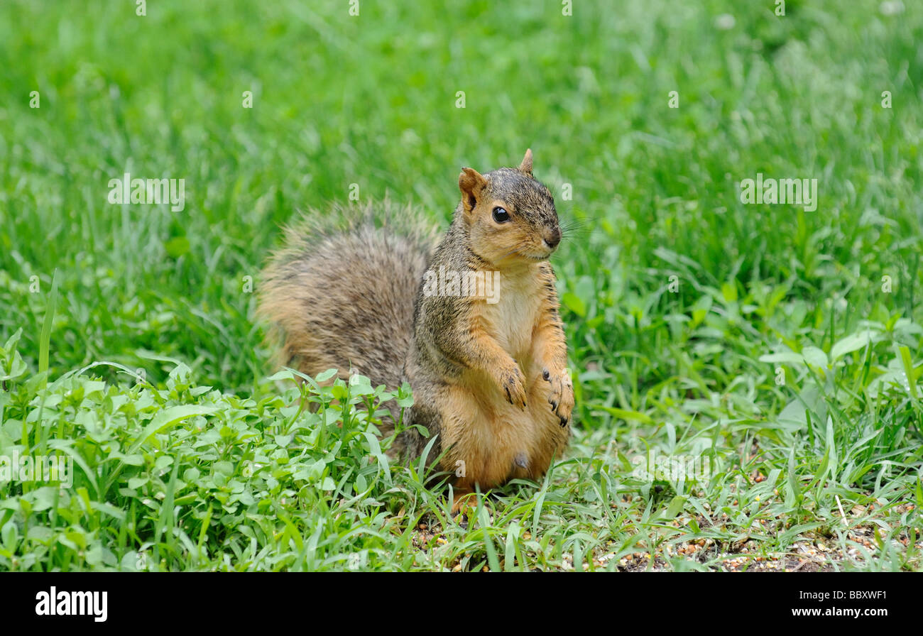 American Red Squirrel forages for food Illinois USA Stock Photo Alamy