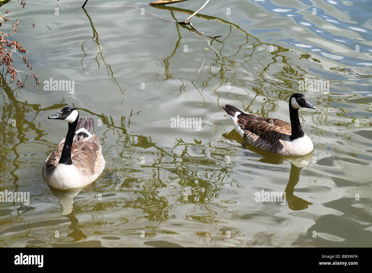 Canada Geese at the Nature Discovery Centre, Thatcham, Berkshire, England, United Kingdom Stock Photo