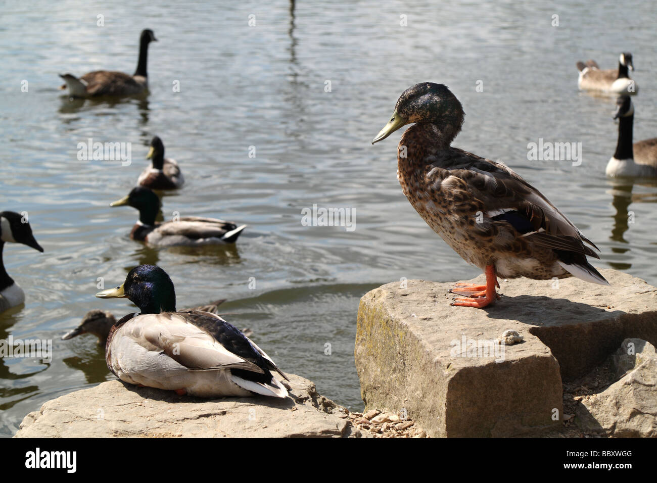 Ducks and Geese at the Nature Discovery Centre, Thatcham, Berkshire, England, United Kingdom Stock Photo