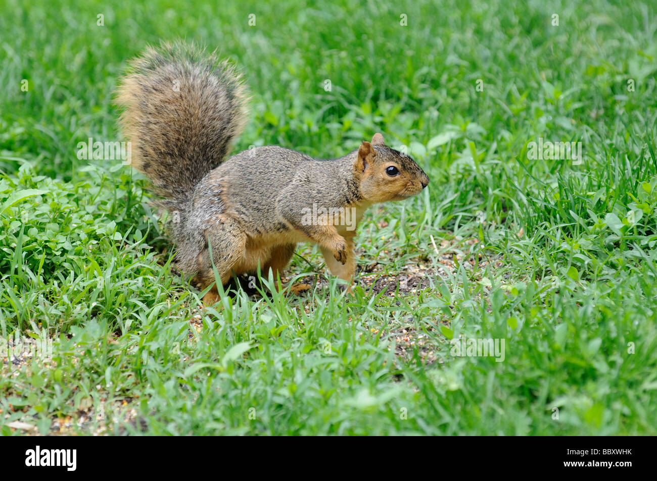 American Red Squirrel forages for food Illinois USA Stock Photo Alamy