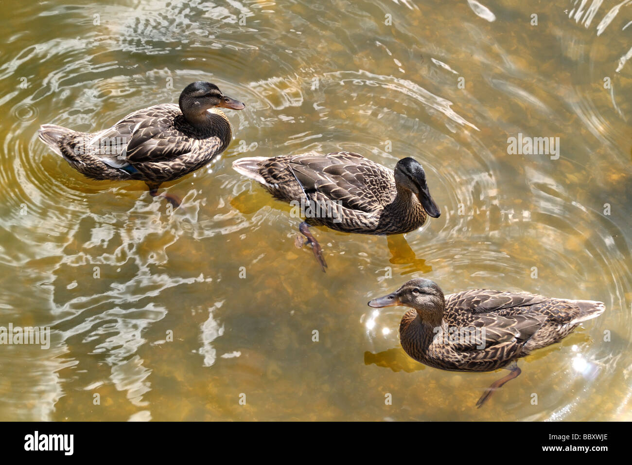 Mallard Ducks at the Nature Discovery Centre, Thatcham, Berkshire, England, United Kingdom Stock Photo