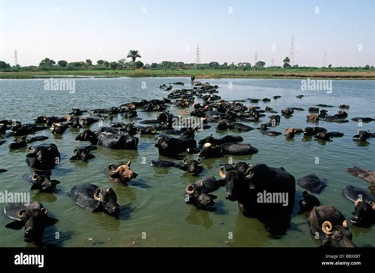 Bhens Pakistan Sind Region Hyderabad buffalos in the Indus river Stock Photo ...