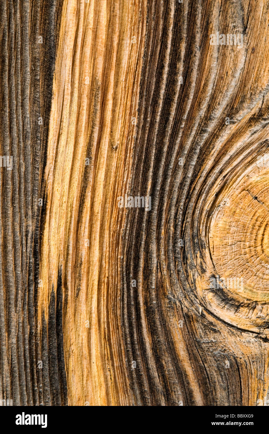 Detail of tree trunk. Stock Photo