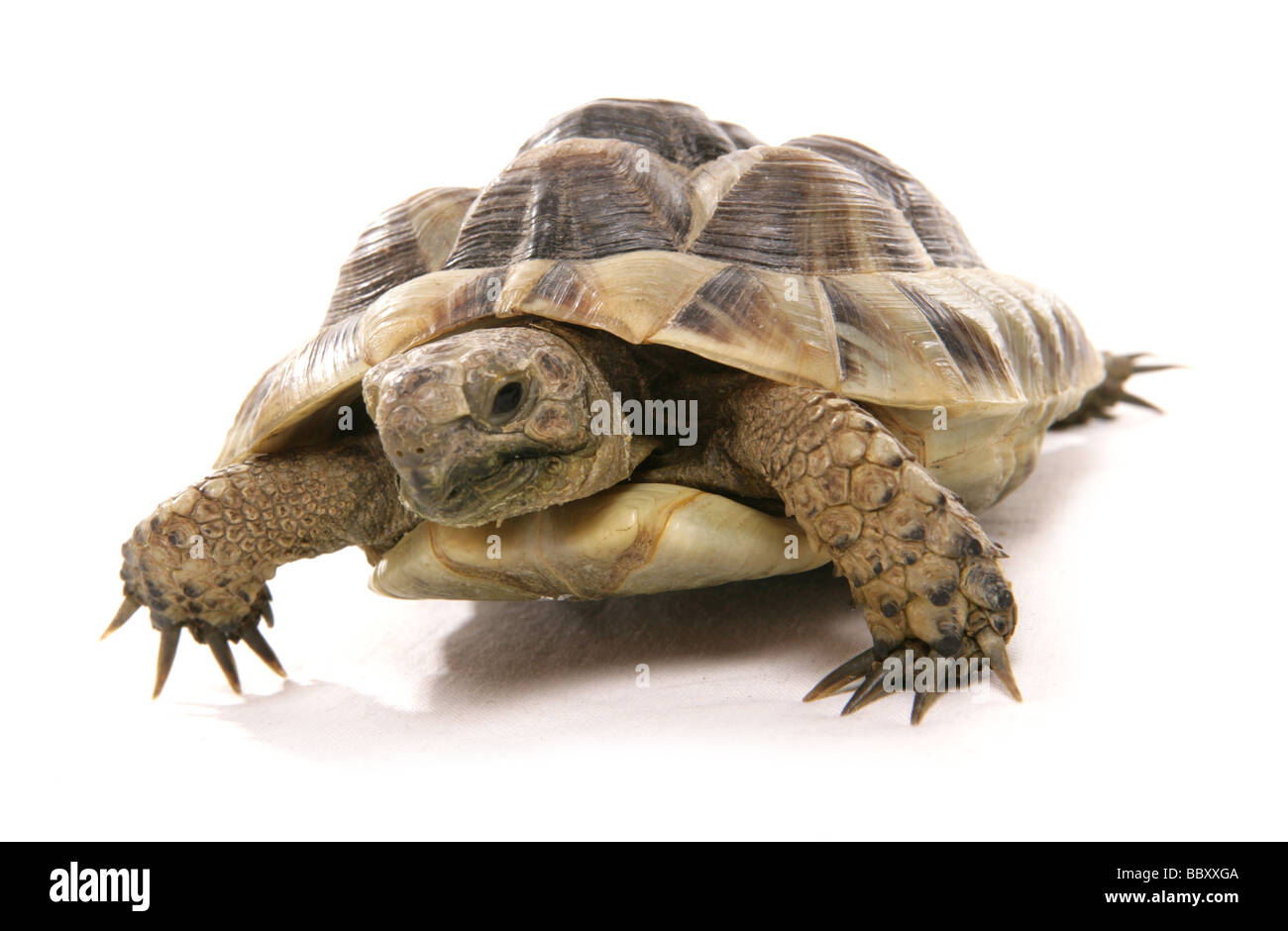 hermann tortoise portrait in a studio Stock Photo