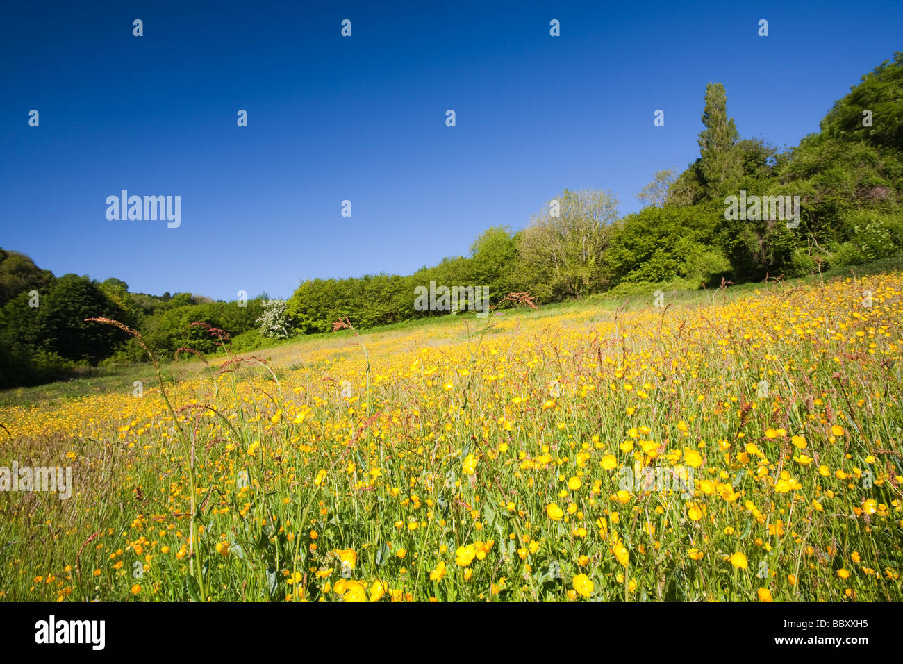 Buttercups flowering in a hay meadow in Berrynarbor in North Devon UK Stock Photo