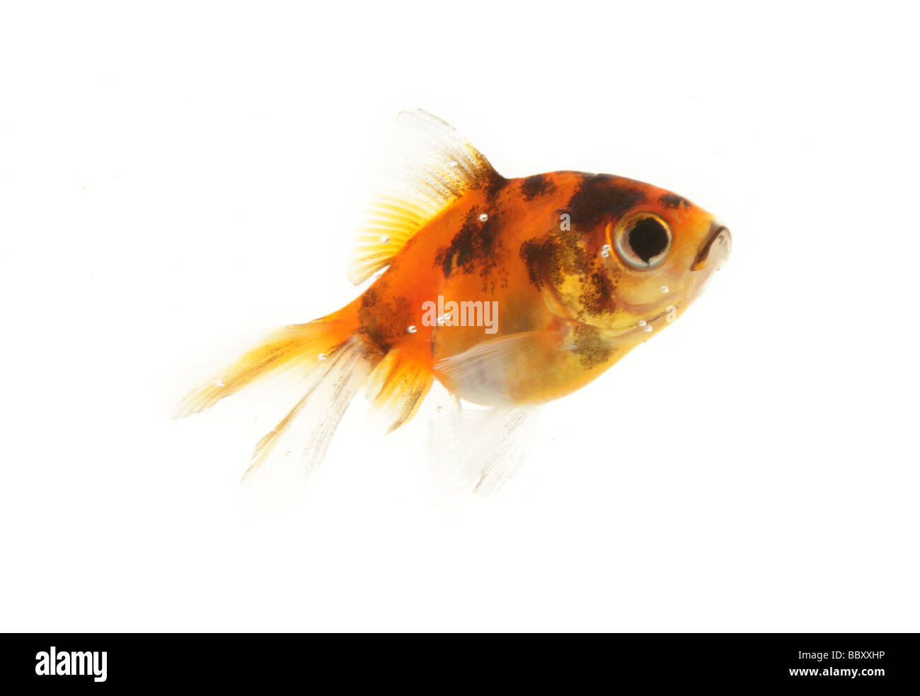 Goldfish cutout Carassius auratus auratus fishtank in a studio Stock Photo