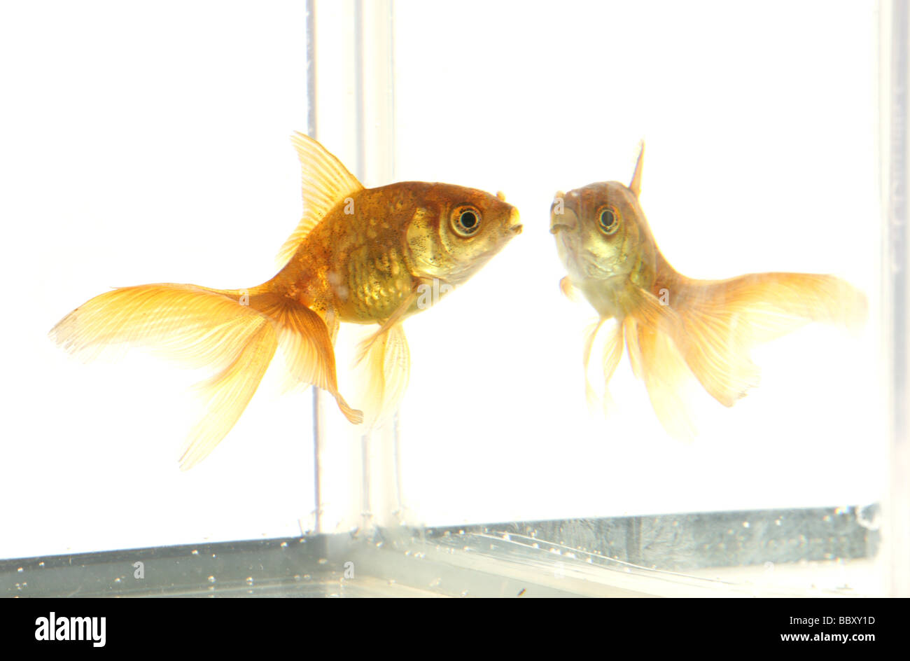 Goldfish cutout Carassius auratus auratus fishtank in a studio Stock Photo