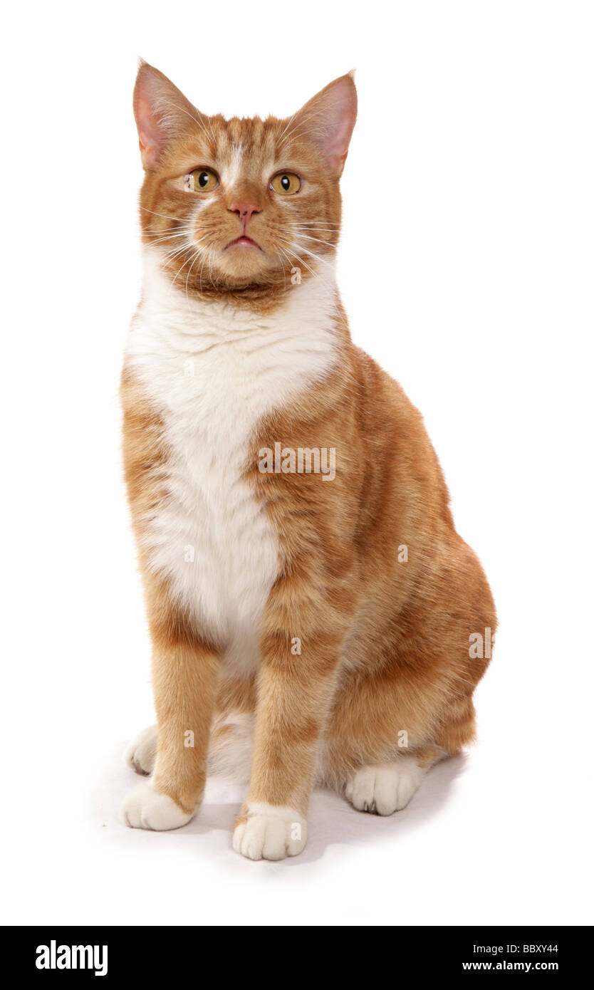 Ginger cat sitting Portrait Studio Stock Photo Alamy