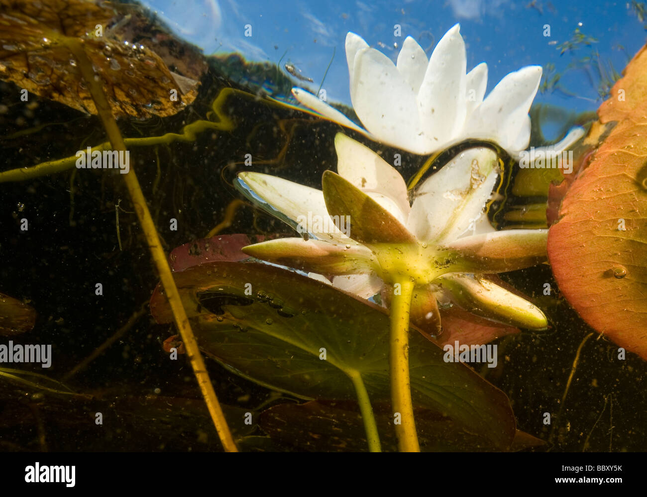 Nymphaea alba, also known as the European White Waterlily, White Lotus, or Nenuphar, is an aquatic flowering plant of the family Stock Photo