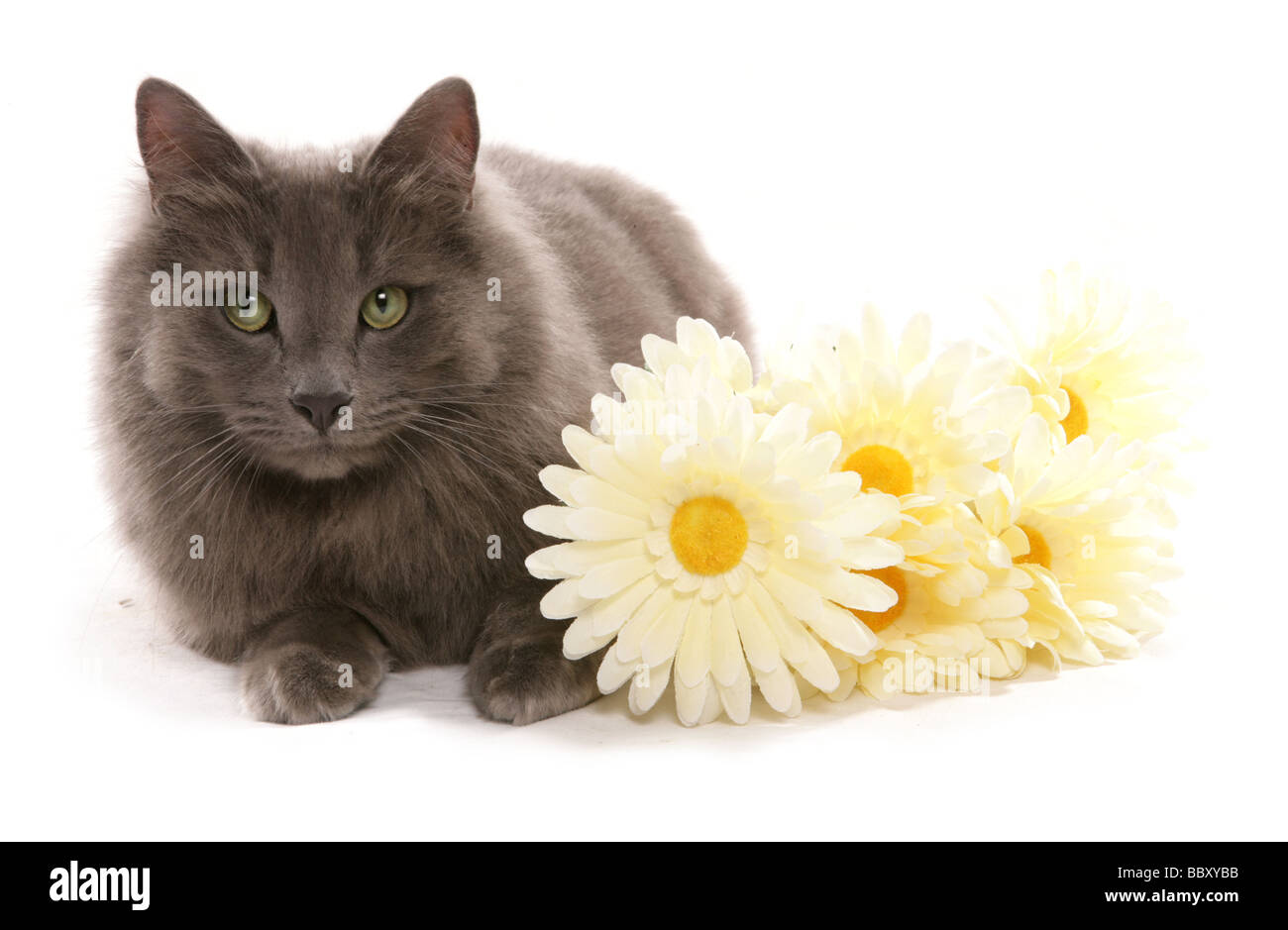 cat with flowers portrait studio Stock Photo - Alamy