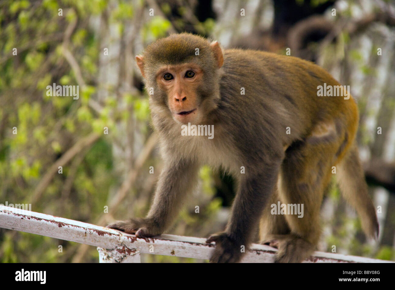 Wild monkey at the Shri Mata Vaishno Devi Mandir Shrine near Katra Kashmir Stock Photo