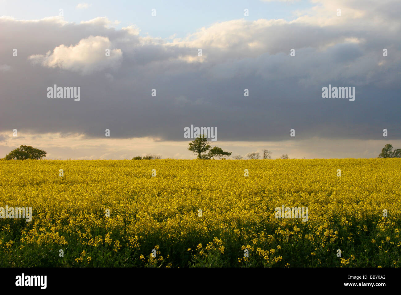 oil seed rape fields rapeseed brassica napus Stock Photo - Alamy