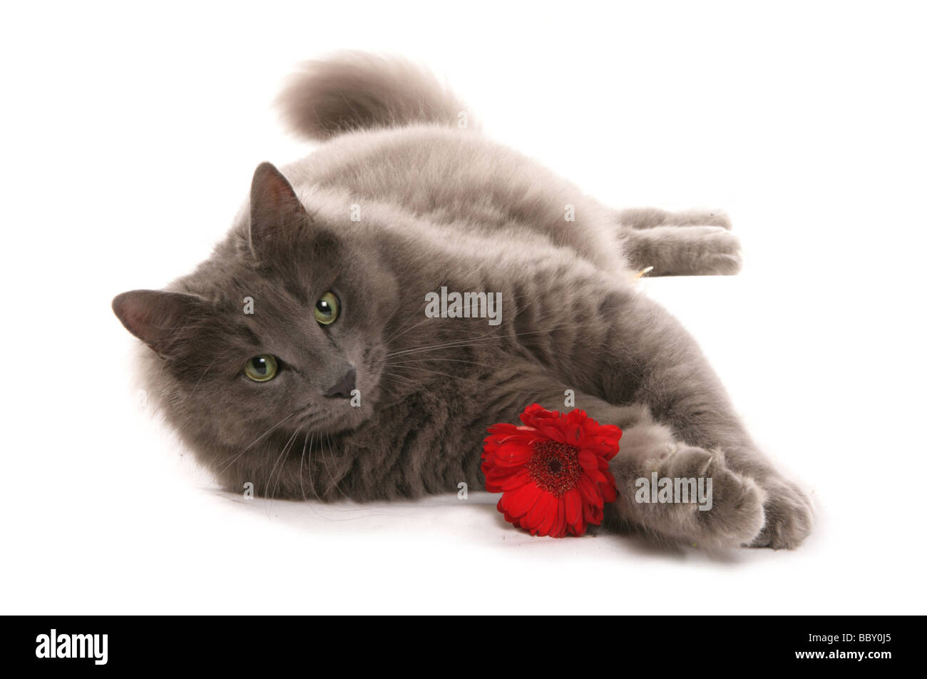 cat holding a red flower portrait in a studio Stock Photo Alamy