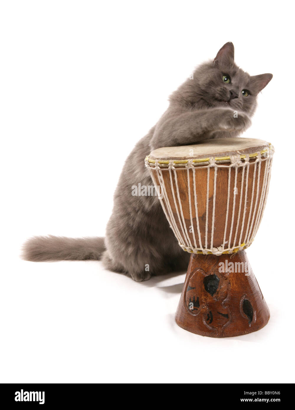Cat playing drums Cut Out Stock Images & Pictures Alamy