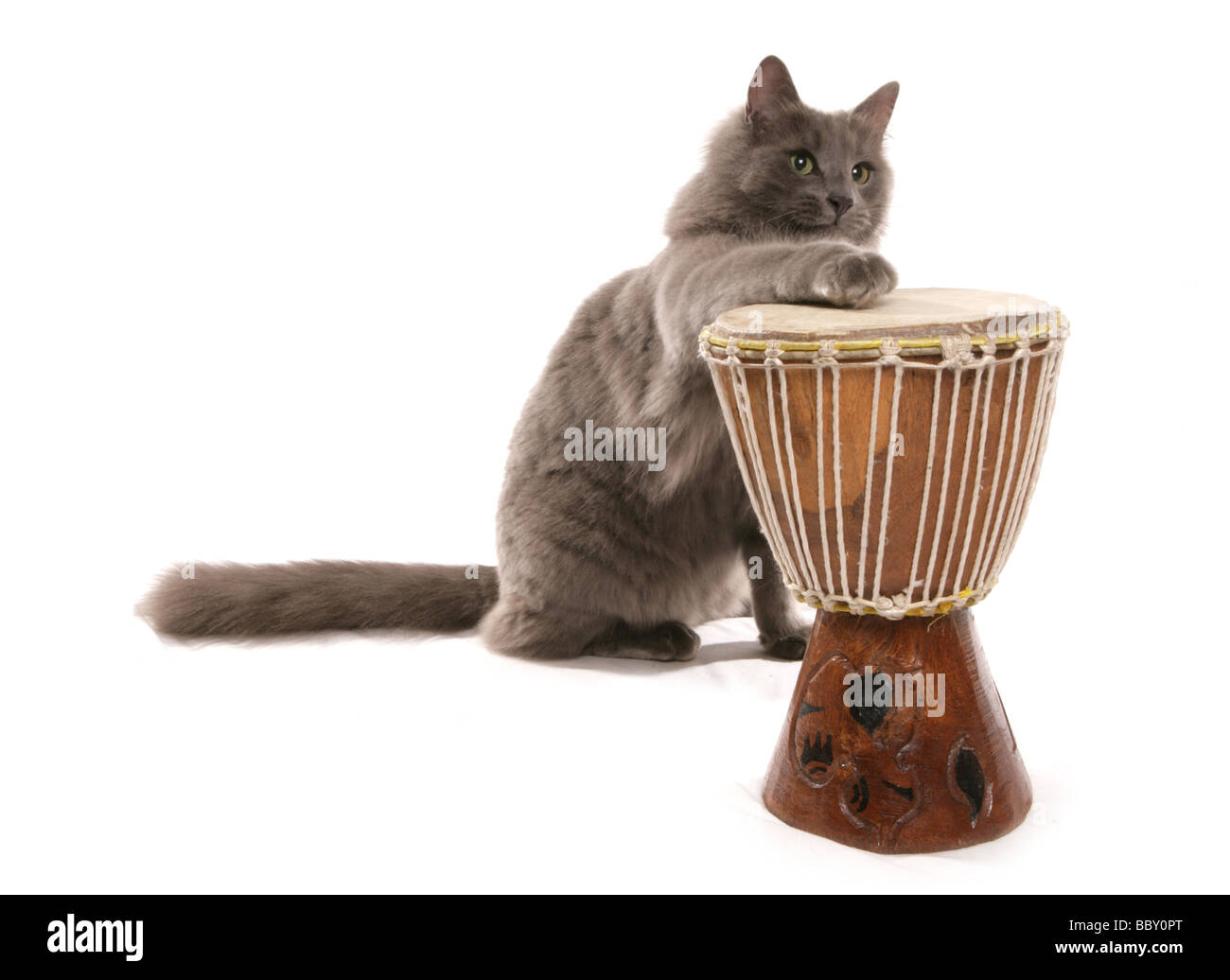 Cat playing the bongo Portrait Studio Stock Photo - Alamy