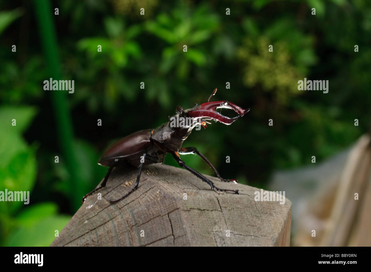 A male stag beetle in the garden Stock Photo