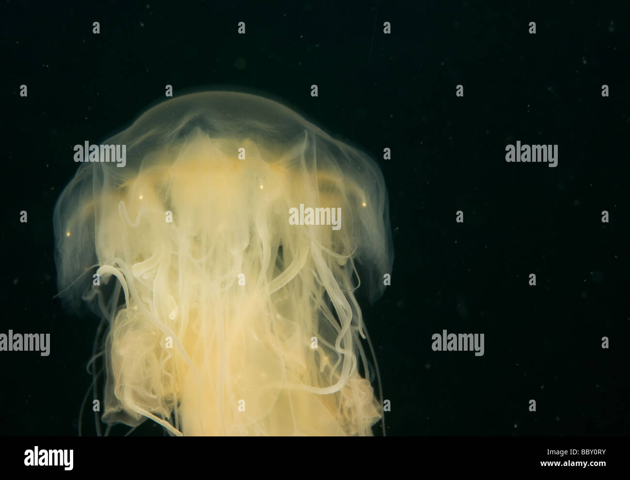 Lions Mane Jellyfish, Cyanea capillata, Sweden Stock Photo