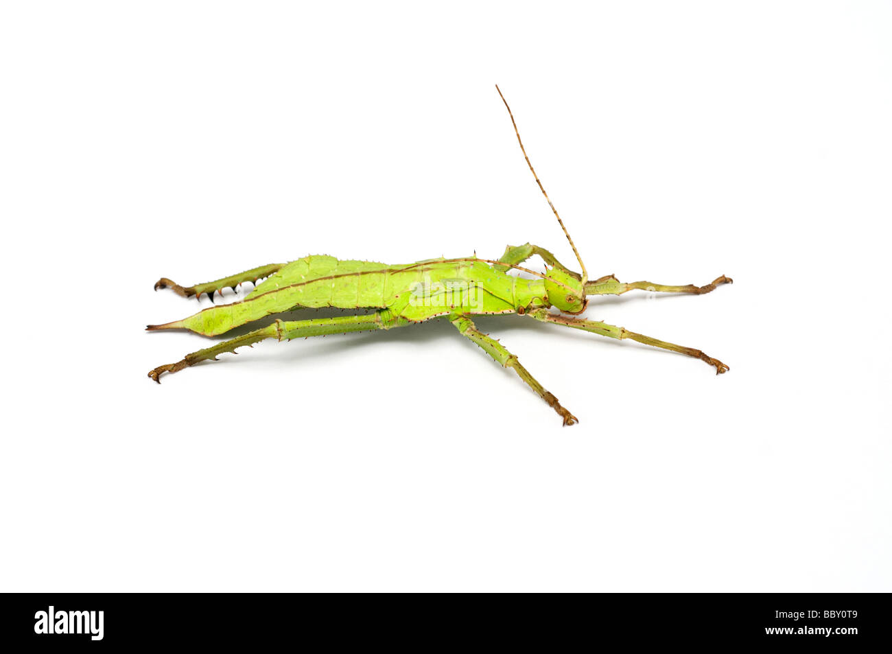 Jungle nymph stick insect hires stock photography and images Alamy