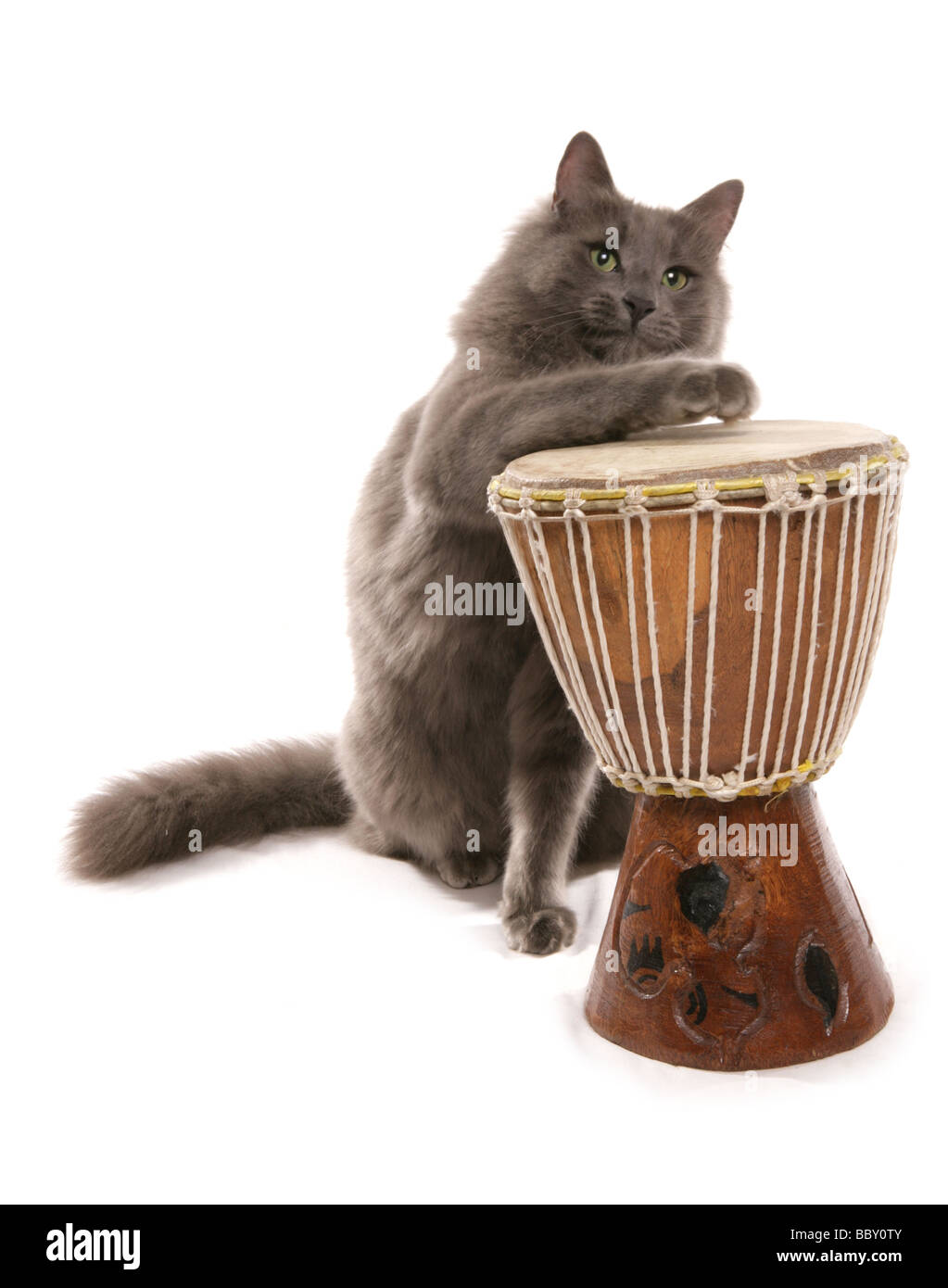 Cat playing the bongo Portrait Studio Stock Photo - Alamy