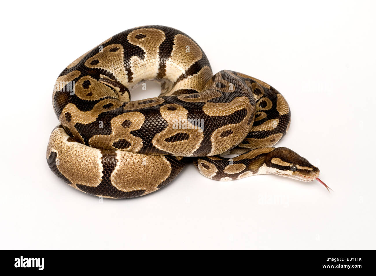ROYAL PYTHON Python regius Stock Photo - Alamy