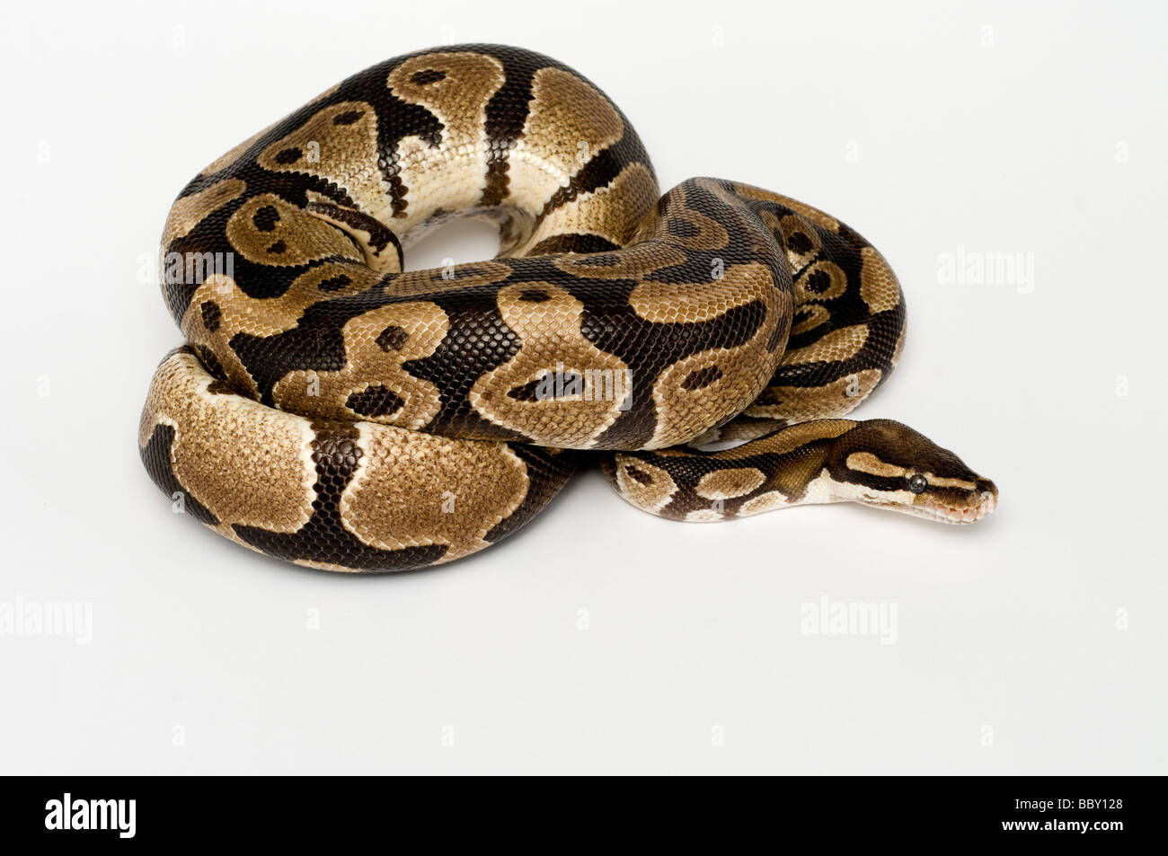 ROYAL PYTHON Python regius Stock Photo - Alamy