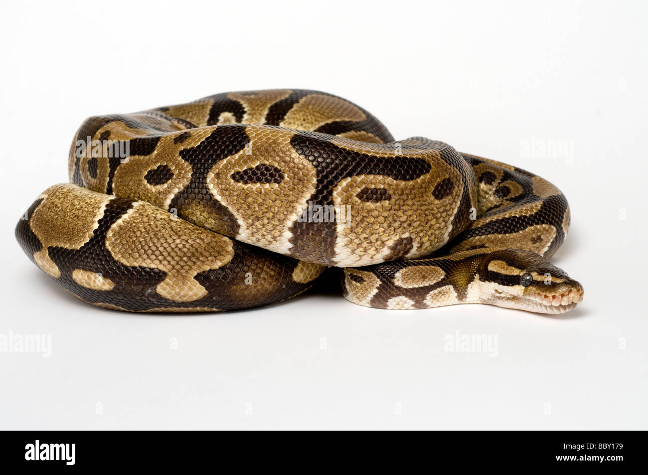 ROYAL PYTHON Python regius Stock Photo - Alamy
