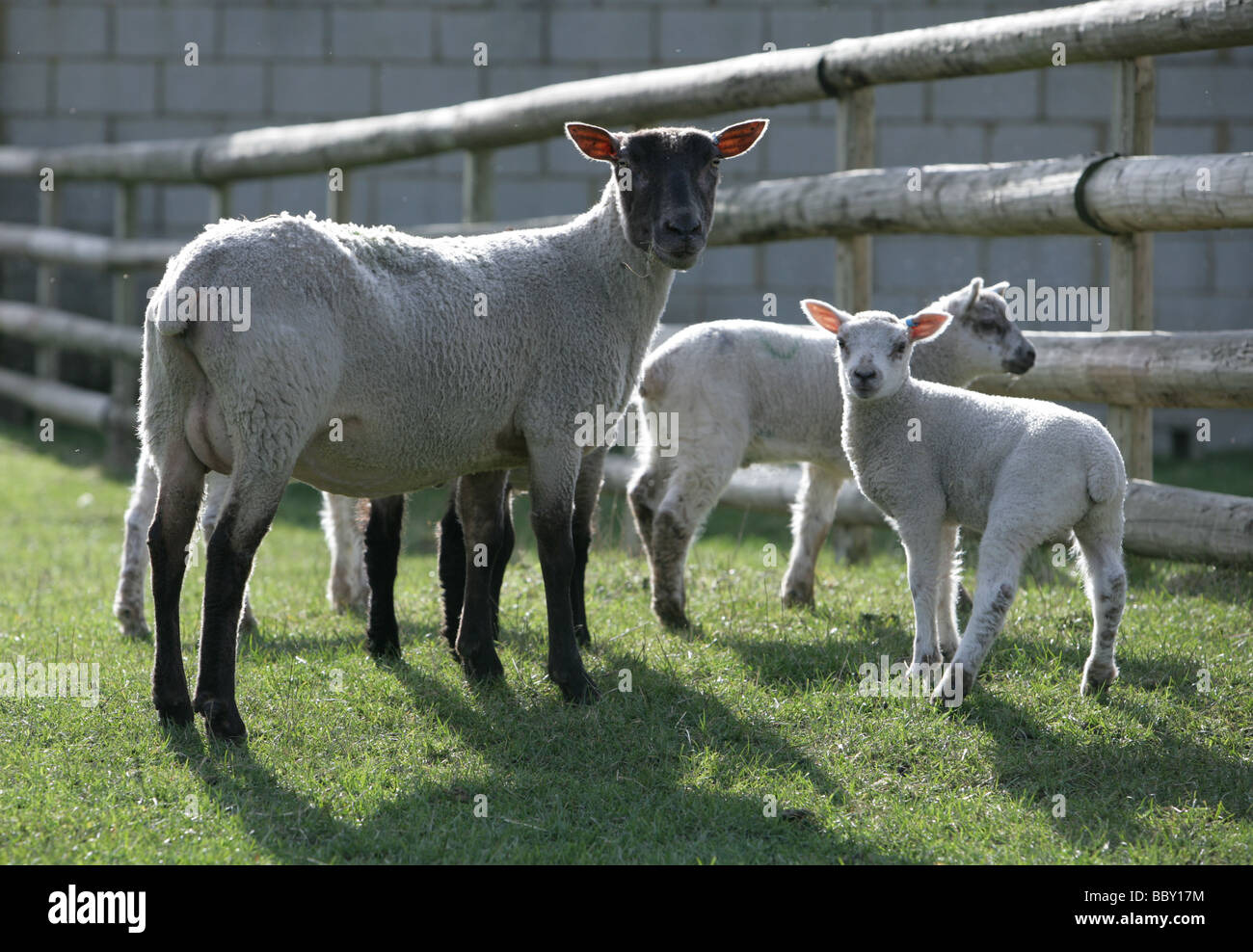 Young Lambs and sheep in a field portrait farm in berkshire Stock Photo