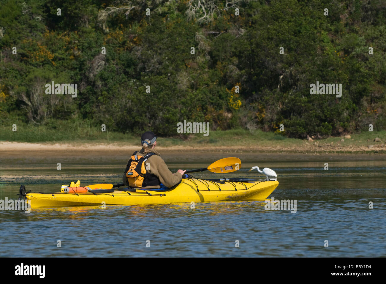 bird watching from a kayak Stock Photo Alamy