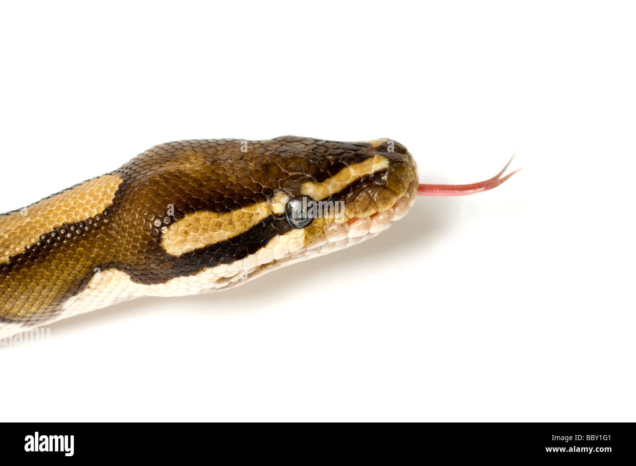 ROYAL PYTHON Python regius  Stock Photo