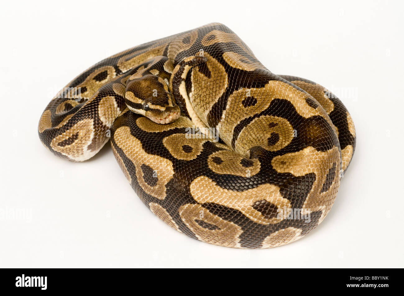 ROYAL PYTHON Python regius Stock Photo