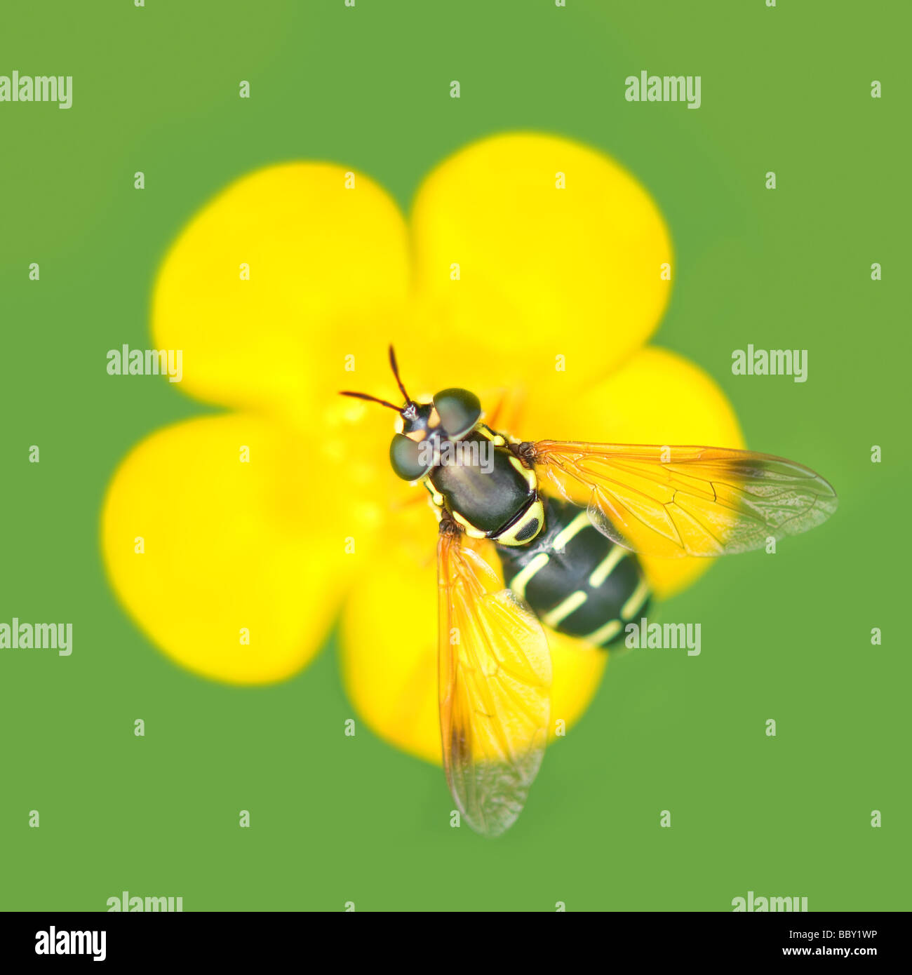 bee on yellow flower Stock Photo