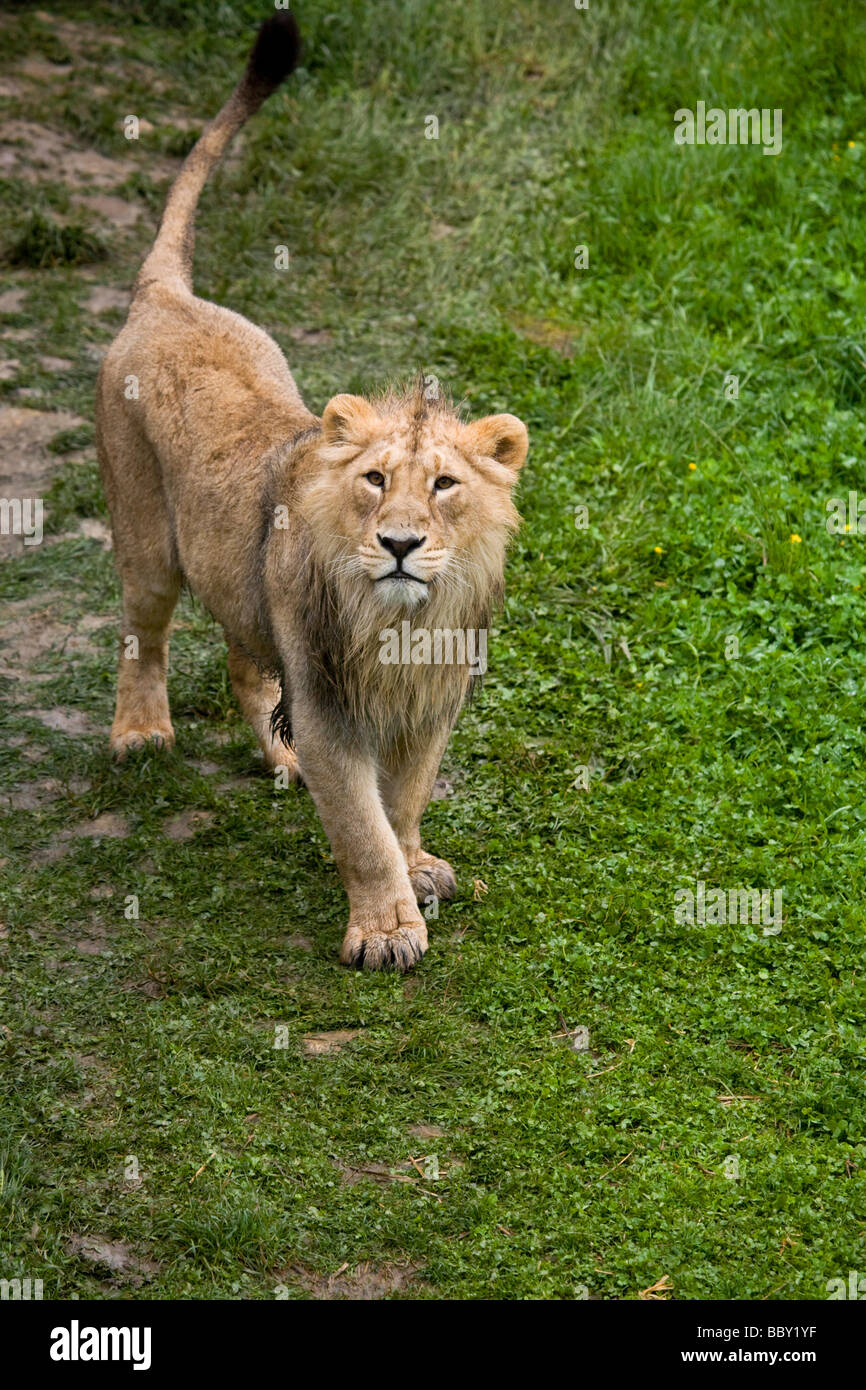 Young male lion hi-res stock photography and images - Alamy