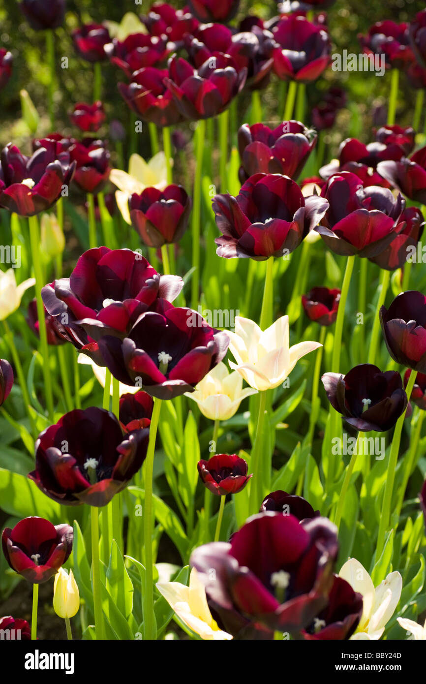 Tulip Springfield Springfields hi-res stock photography and images - Alamy