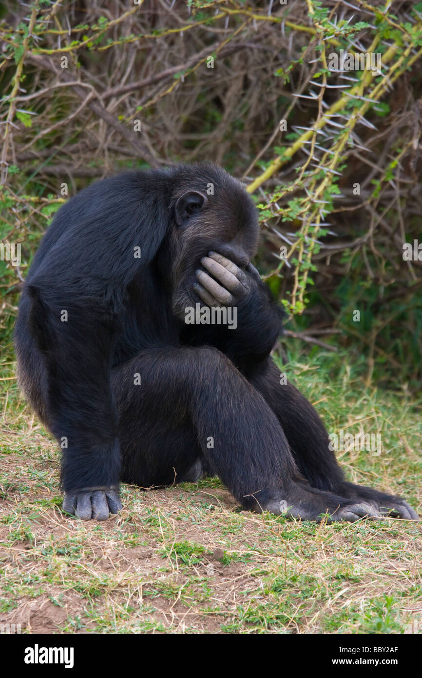 CHIMPANZEE orphan (Pan troglodytes) Ol Pejeta, Sweetwaters Chimpanzee Sanctuary, Kenya. Stock Photo