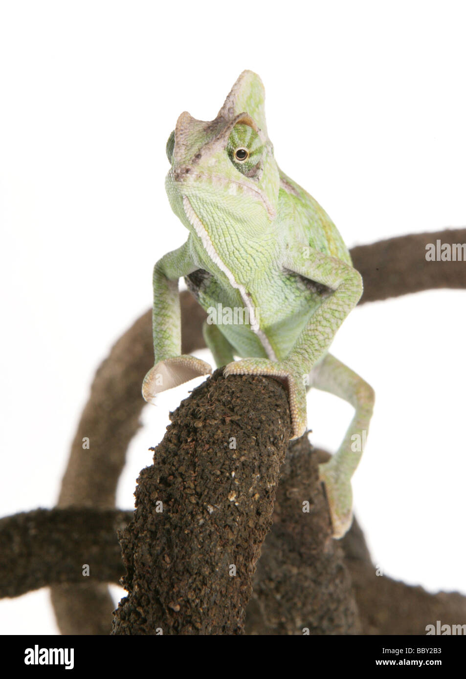 Yemen Chameleon aka veiled chameleon Chamaeleo calyptratus portrait in ...