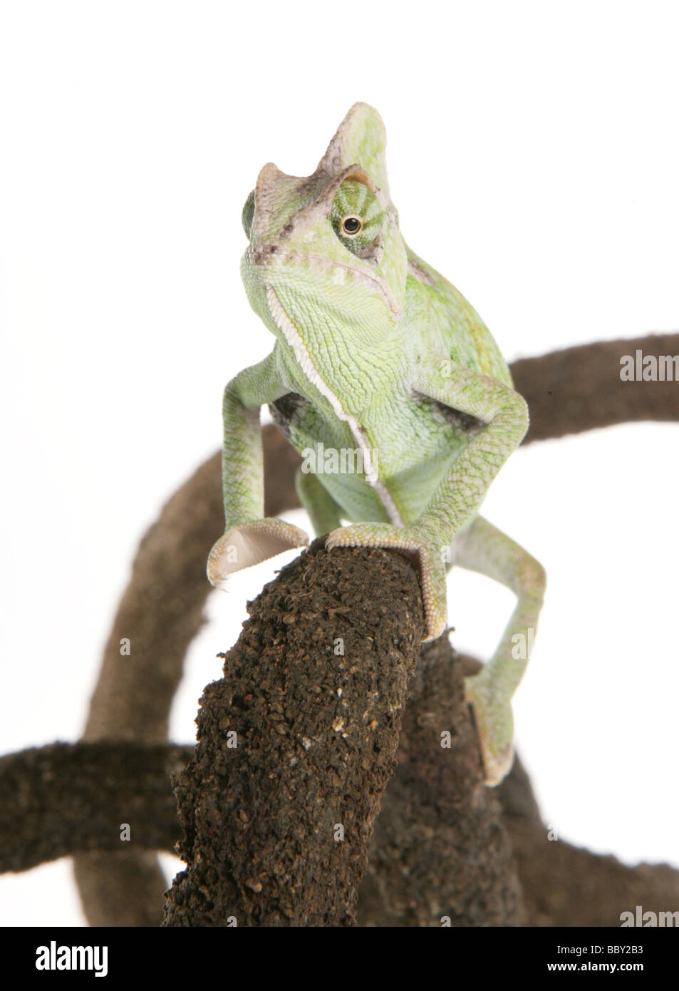 Yemen Chameleon aka veiled chameleon Chamaeleo calyptratus portrait in a studio Stock Photo