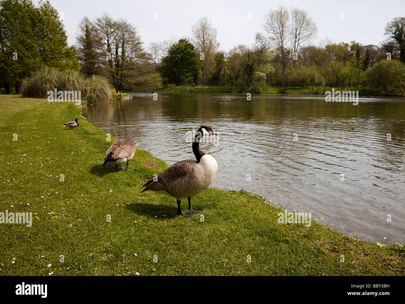 Canada Geese on bank of lake at Kingston Maurwood, Nr Dorchester Dorset Stock Photo