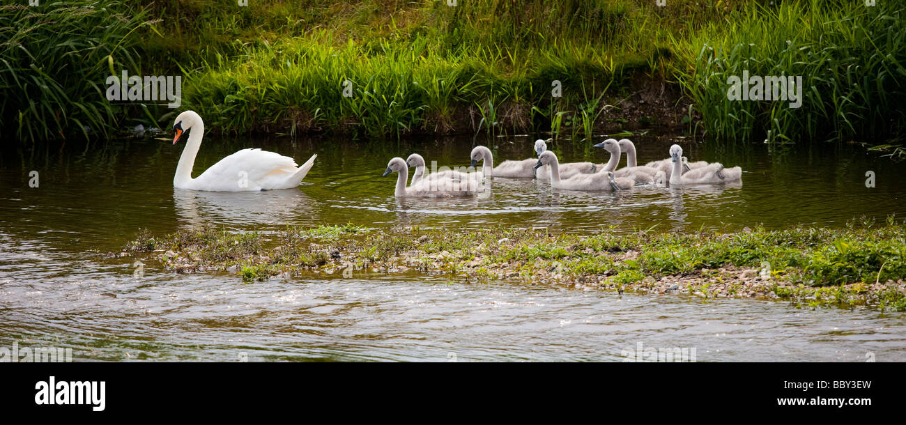 Mother Swan with baby cygnets following in line on warm summer's day Julian's Bridge Wimborne Minster Dorset Stock Photo