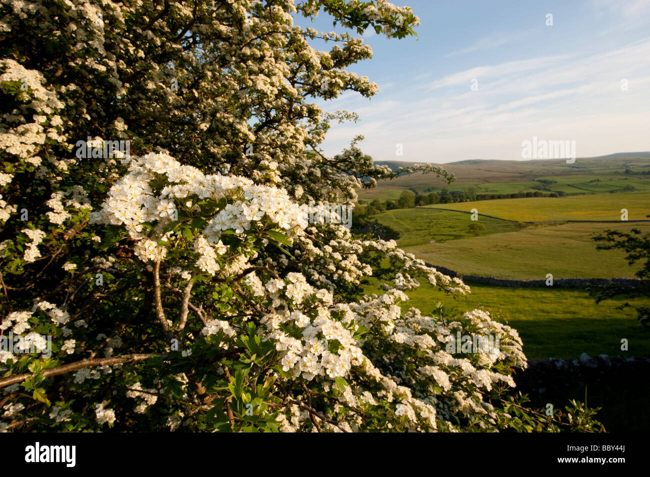 Hawthorn Blossom in spring Crataegus monogyna  Stock Photo