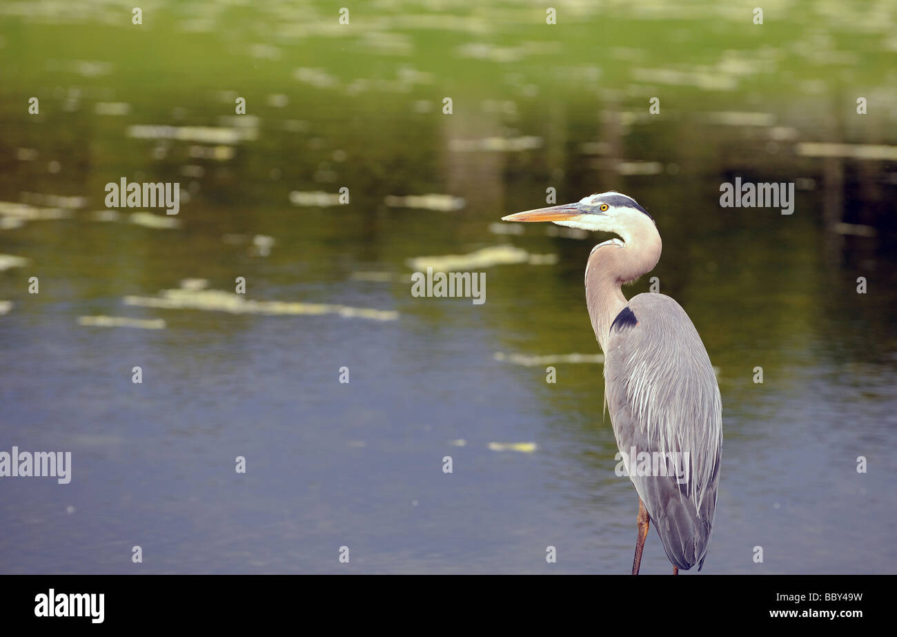 A giant blue heron bird perched at the edge of a pond in a bird sanctuary, quietly stalking,  hunting its next meal. Stock Photo