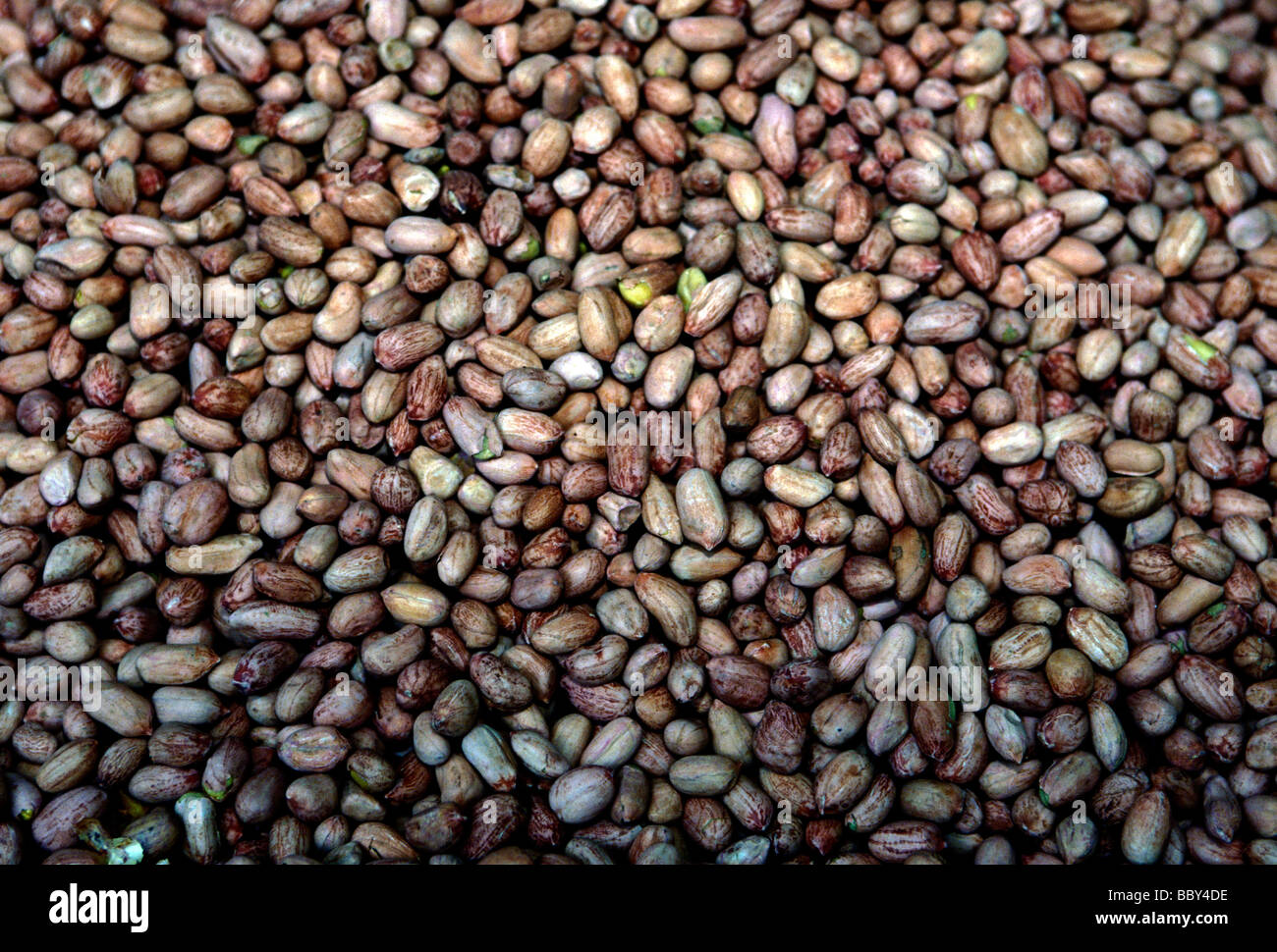 soy beans, mung bean, mung beans, mungbeans, open-air market, market, Puhuangyu market, city of Beijing, Beijing, Beijing Municipality, China, Asia Stock Photo