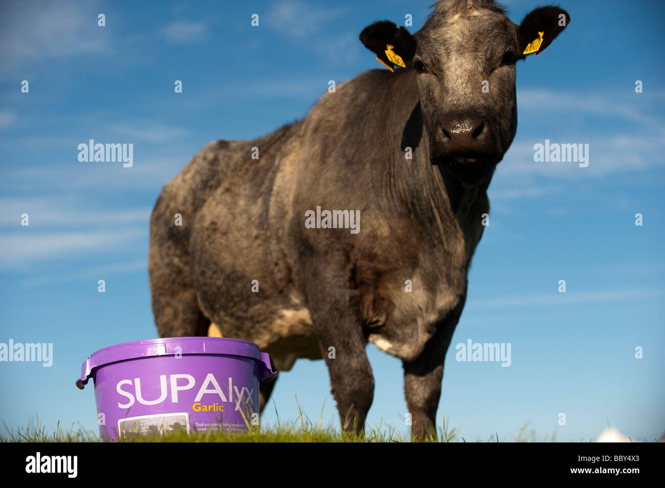 Suckler beef cow feed lick hires stock photography and images Alamy