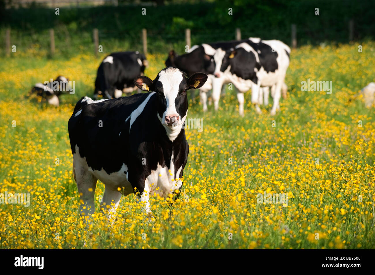 Holstein heifers in an old traditional pasture covered in Buttercups in early summer Cumbria Stock Photo